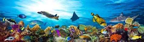 62 Interesting Fish Facts (2024) .